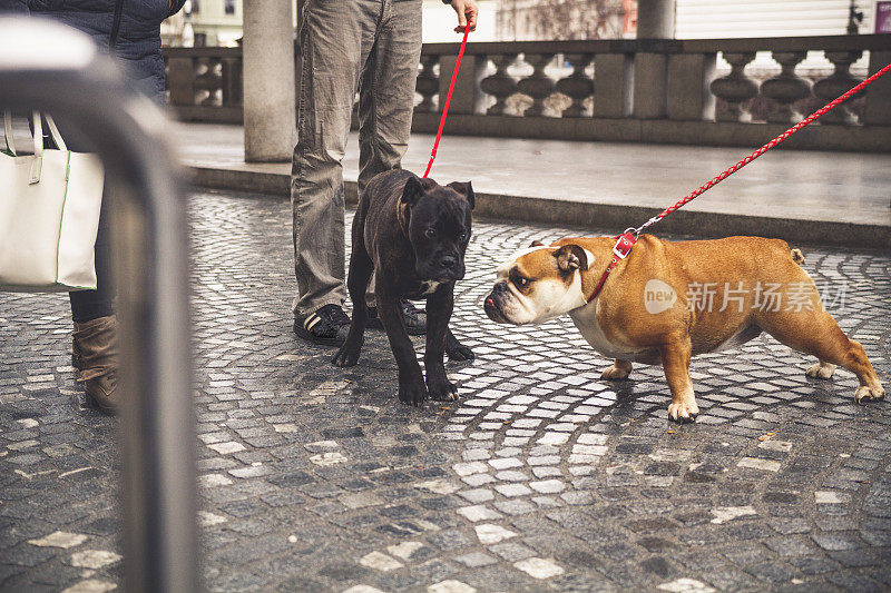 两只拴着皮带的狗在城市人行道上互相问候