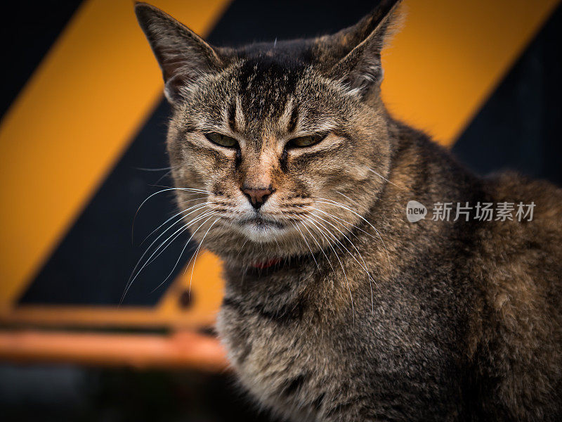 只流浪猫