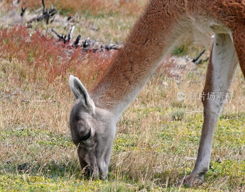 在Pagagonia放牧Guanaco