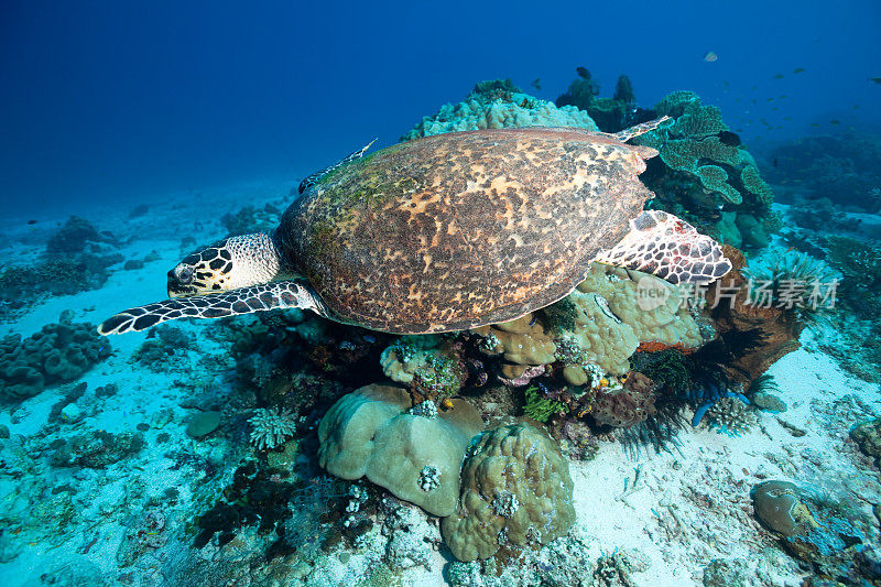 印度尼西亚科莫多国家公园，玳瑁龟游过暗礁
