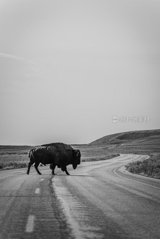 在羚羊州立公园，横穿马路的野牛