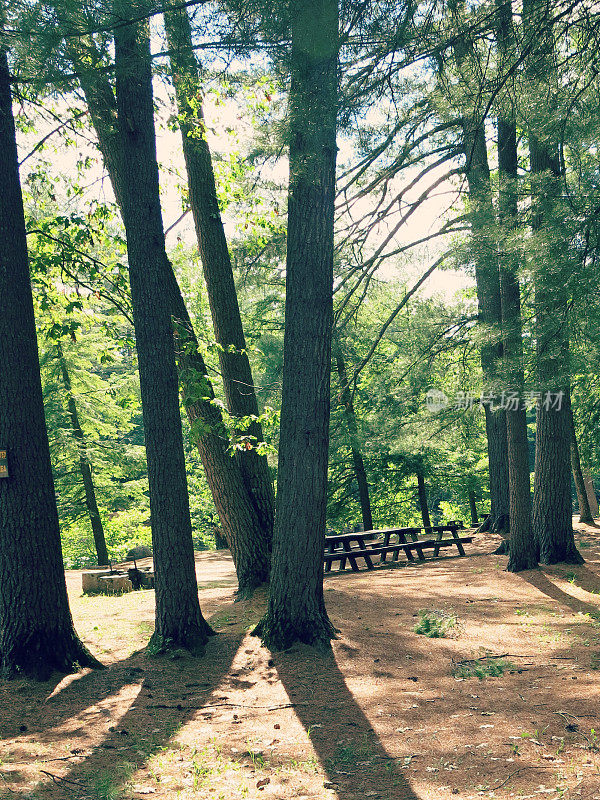 野餐桌和高大的松树在松针营地