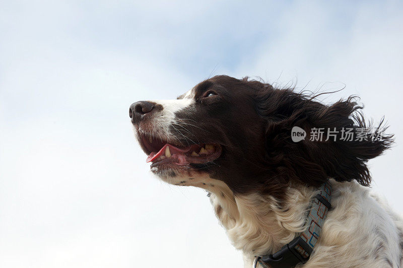 英语施普林格西班牙猎犬的舌头