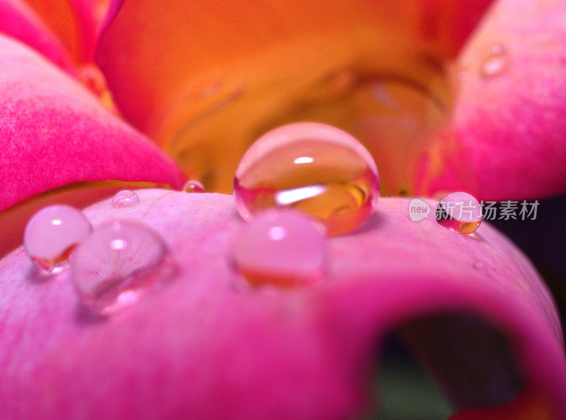 雨吻了花瓣