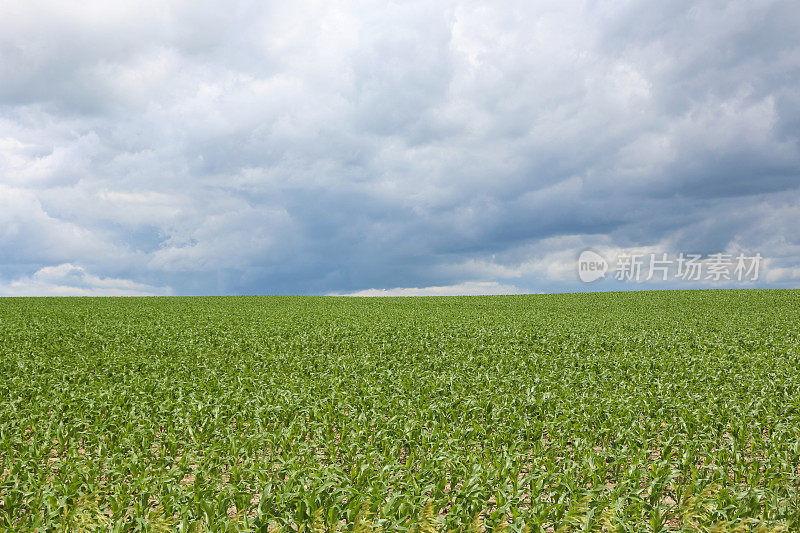 暴风云在中西部的玉米地里翻滚