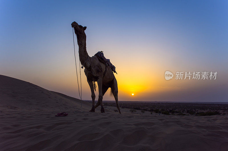 骆驼在日出