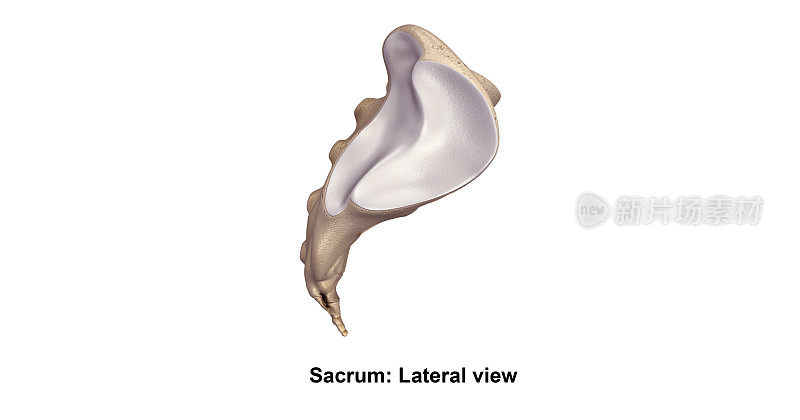 Sacrum_Lateral视图