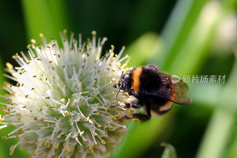 蜜蜂和观赏洋葱葱花