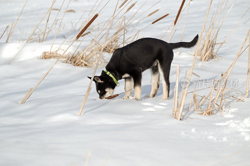 西伯利亚猎犬幼犬3个月大