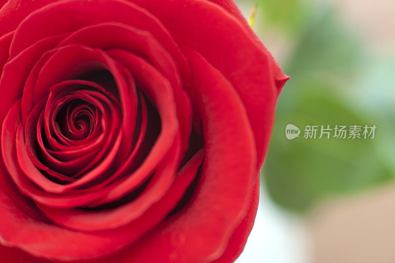 近距离的红色玫瑰花瓣与浅焦点