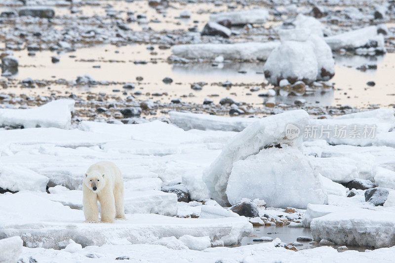 北极熊沿着哈德逊湾