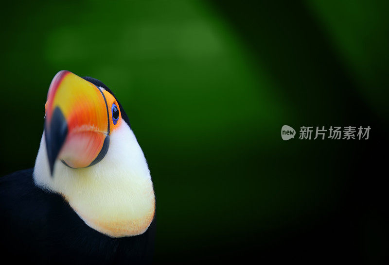 弹Toucan