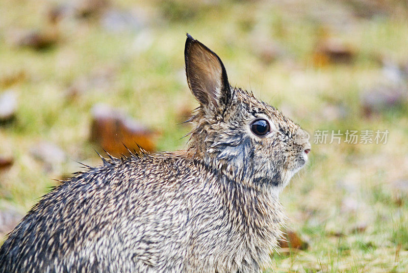 湿棉尾兔兔