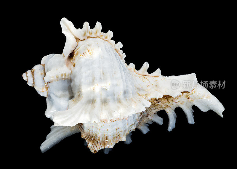 海洋生物学Murex海贝壳孤立在黑色