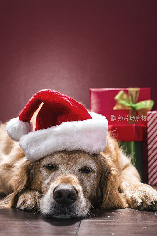 睡觉的狗戴着圣诞帽看守圣诞礼物