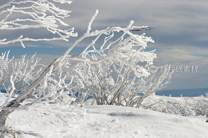 雪中的冰冻树