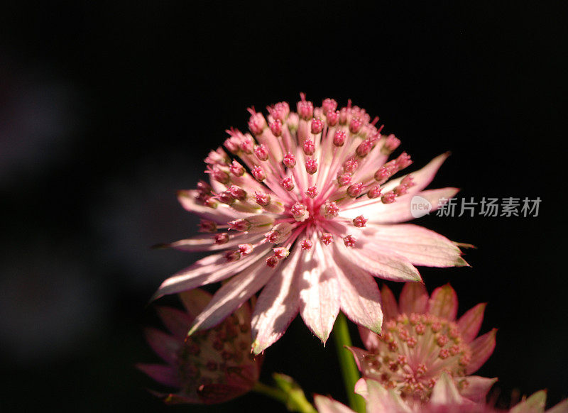 粉色Astrantia花