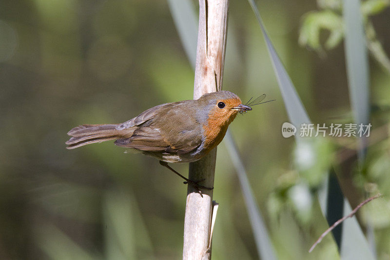 罗宾(红心rubecula)