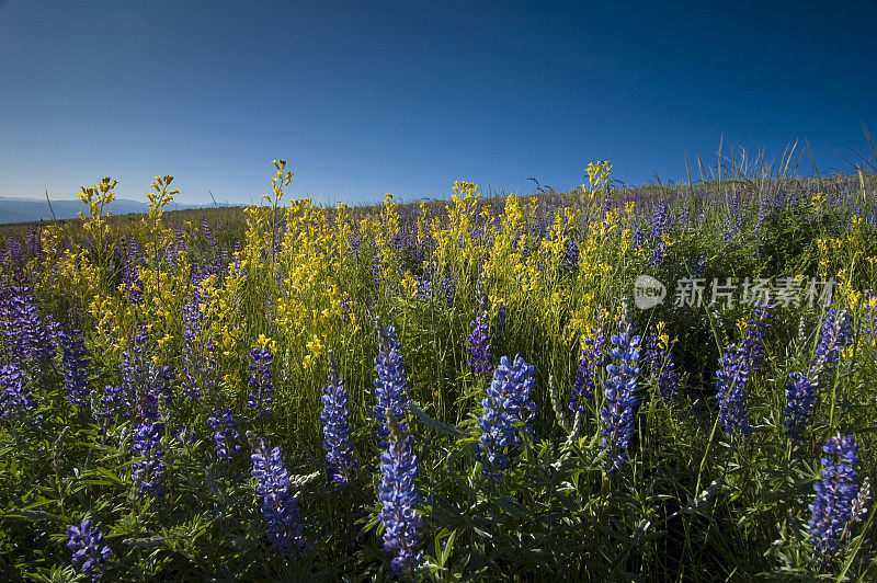 风景优美的山地草地与野花