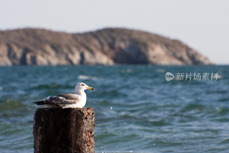 码头上的海鸥