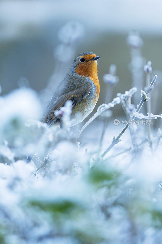 罗宾(红心rubecula)