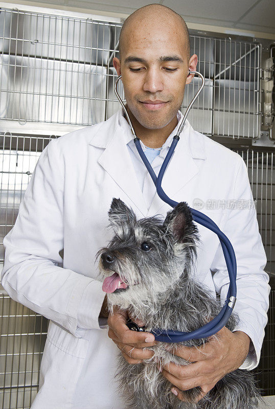 兽医咨询凯恩梗犬与听诊器