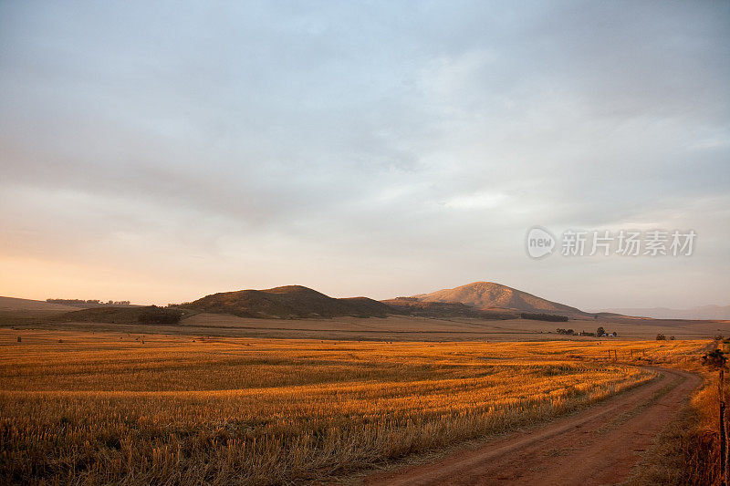 农场的道路穿过金色的小麦