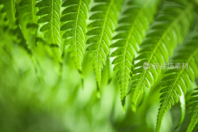 绿色的蕨类植物的背景