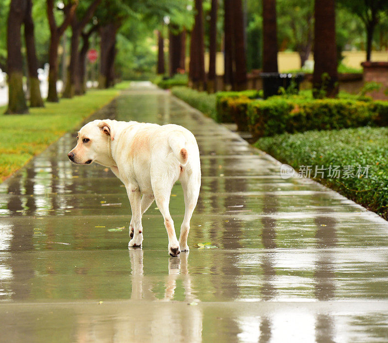 拉布拉多寻回犬