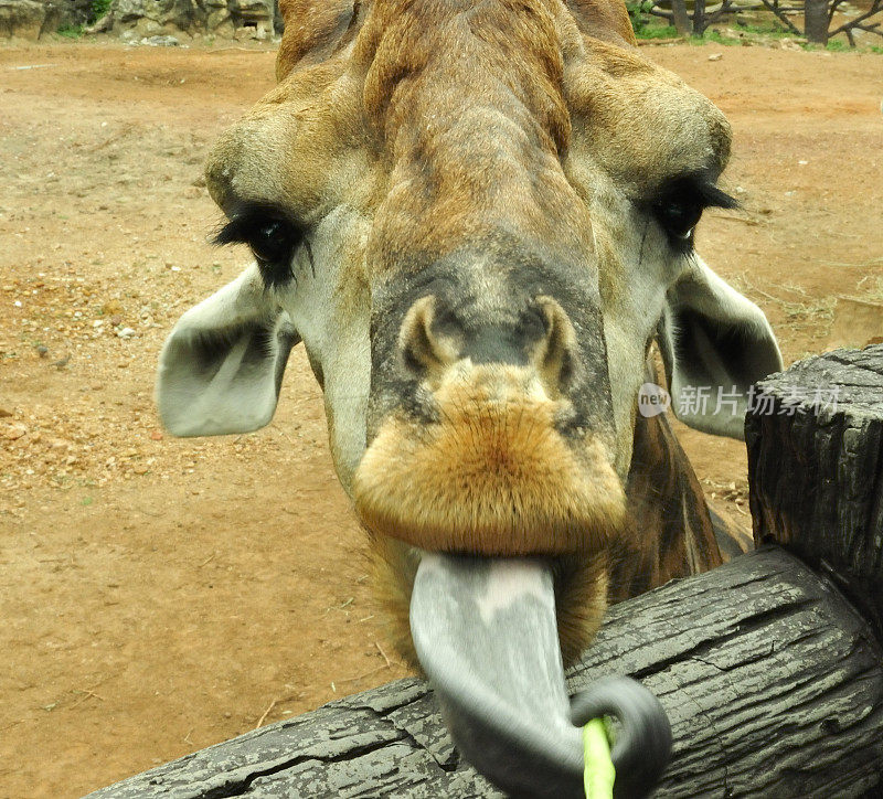 吐舌头的长颈鹿