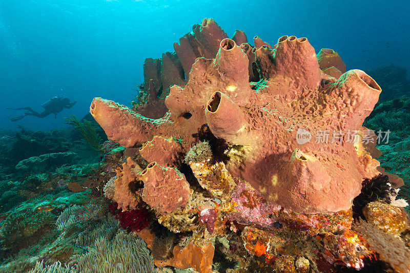 巨大的海绵和后面的潜水员，潘塔海峡，阿洛，印度尼西亚
