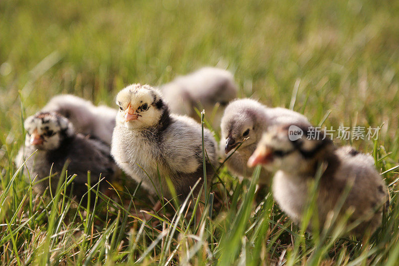 可爱的小鸡在绿草地上
