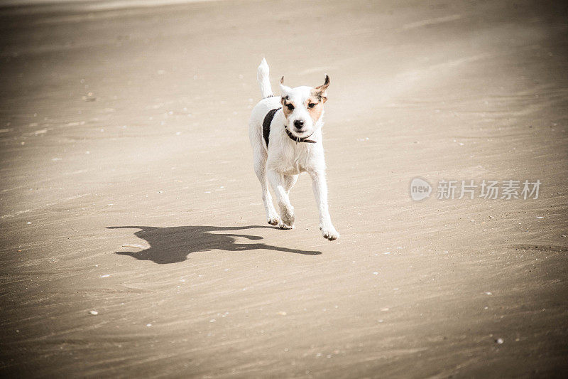 杰克罗素梗在海滩上玩耍