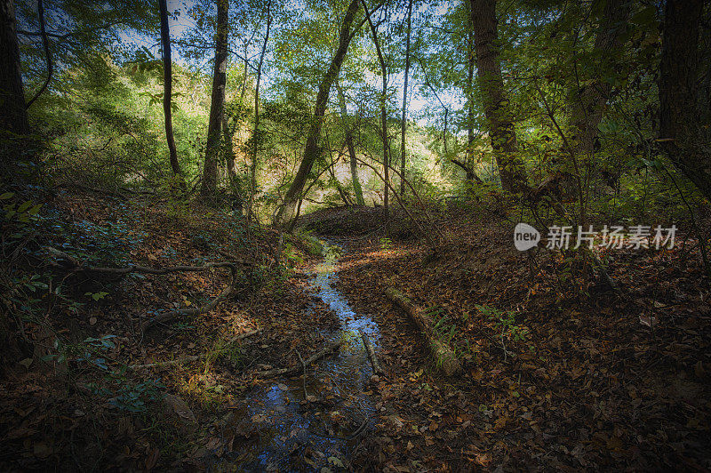 小溪穿过森林