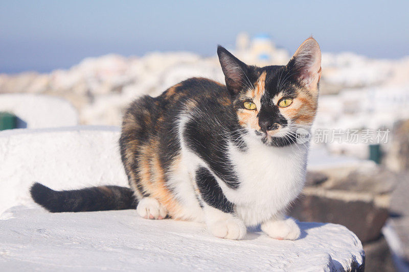 希腊圣托里尼岛的流浪猫