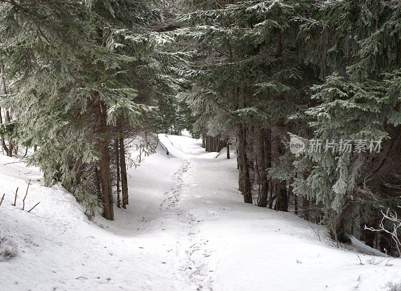 森林里冬天的小路