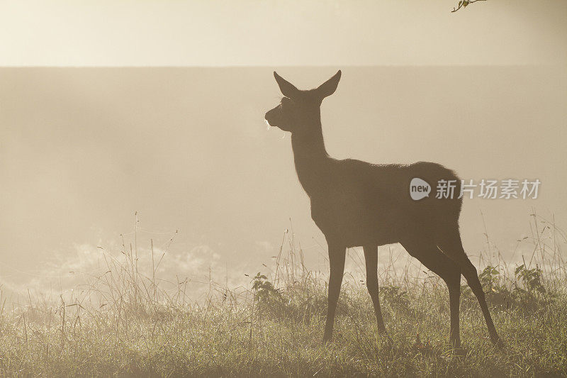 嬉戏的马鹿在雾蒙蒙的秋天小鹿