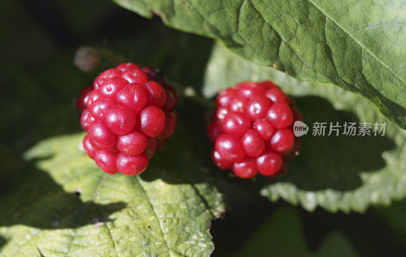 两个未成熟的红黑莓