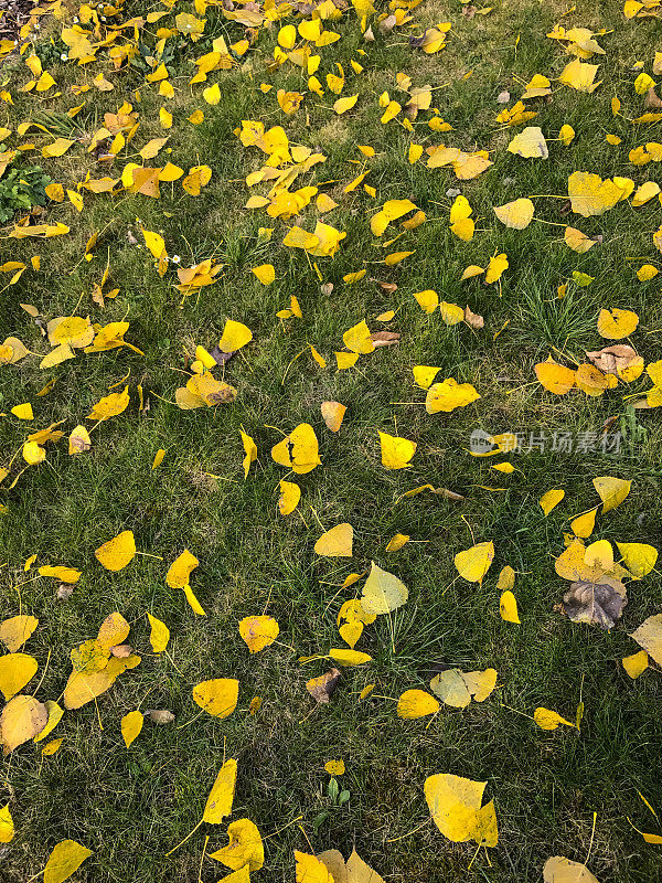 草坪上秋叶黄了