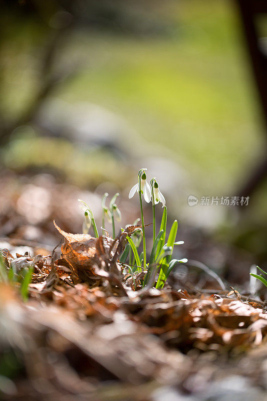 雪花莲(雪花)