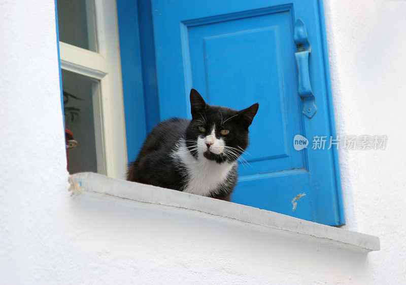 希腊海岛猫