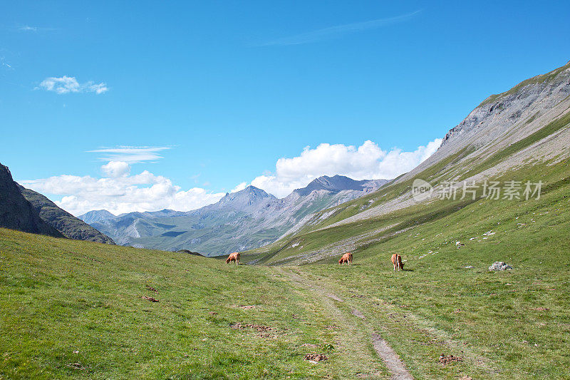 高山草地景观以牛为主