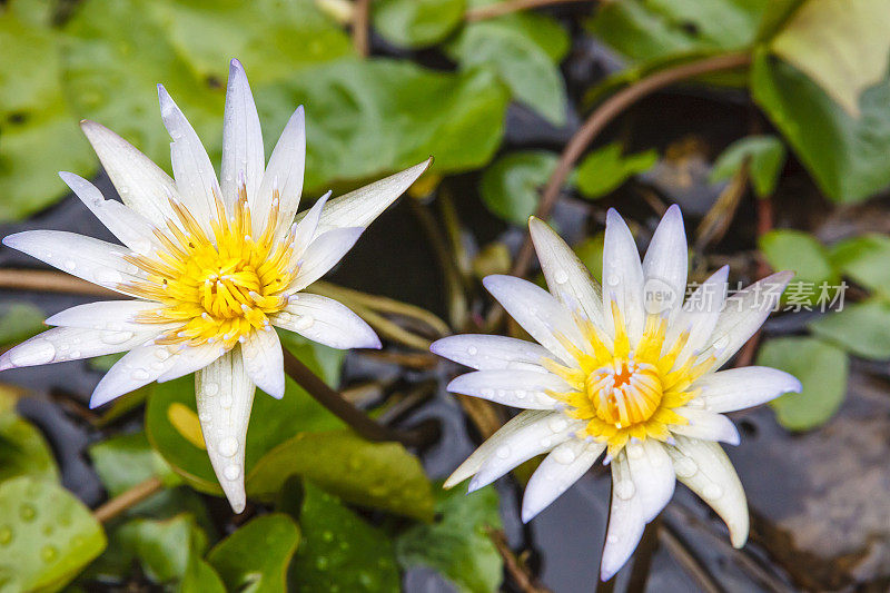 睡莲，马米库花园，圣卢西亚