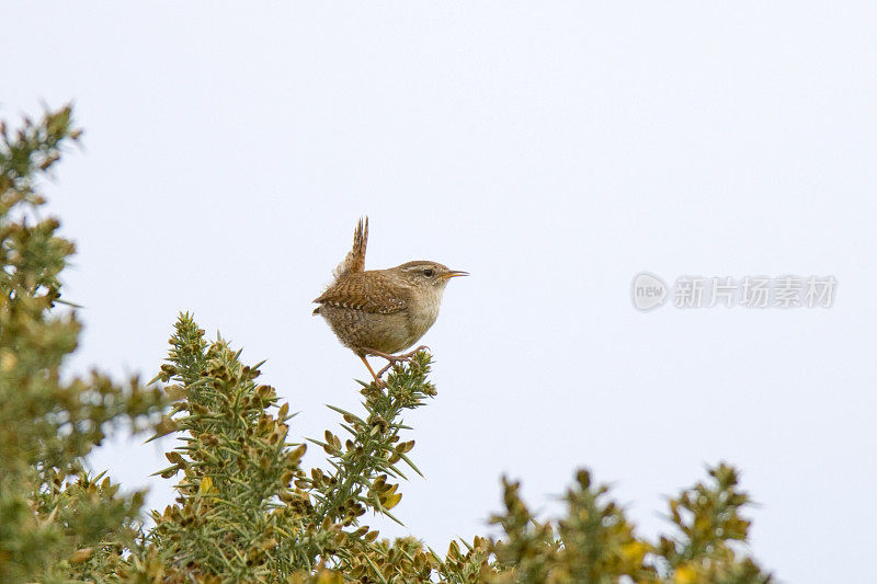 雷恩(Troglodytes-troglodytes)