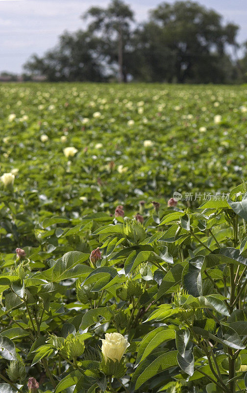 棉花田开花