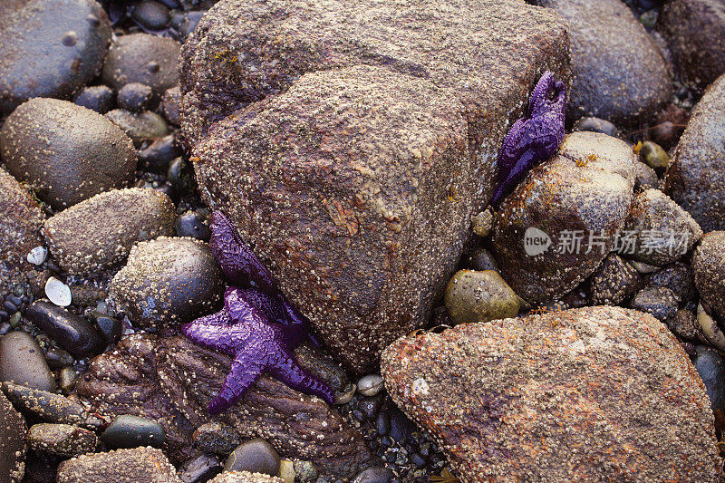 海星在岩石上