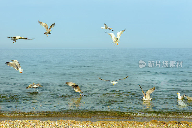 海鸥在大海