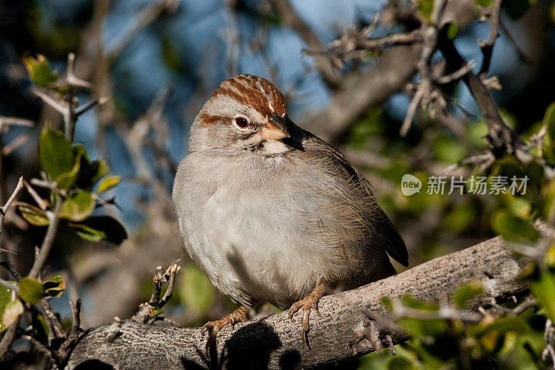 Rufous-Winged麻雀