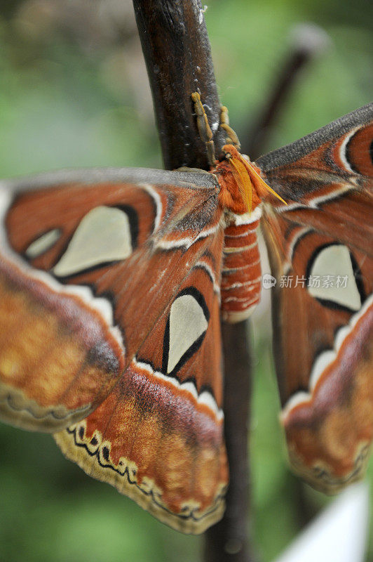 阿特拉斯，世界上最大的蝴蝶之一