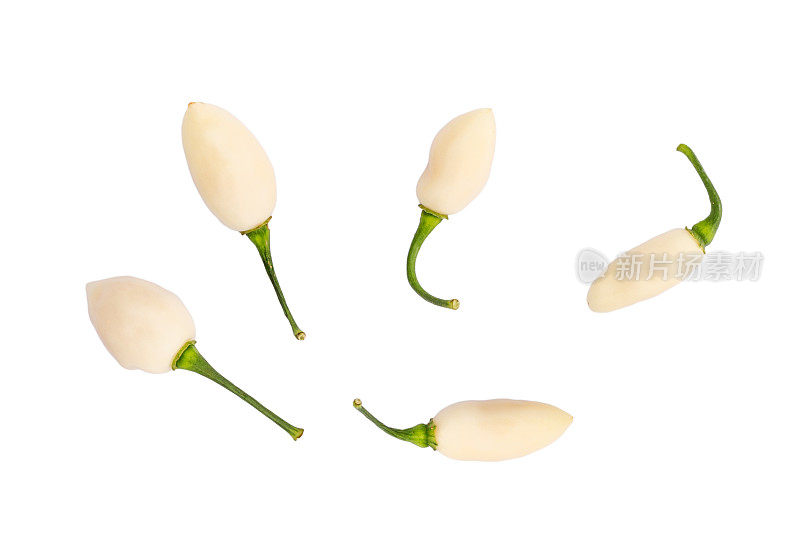 罕见的白色辣椒品种:白雪椒(辣椒)